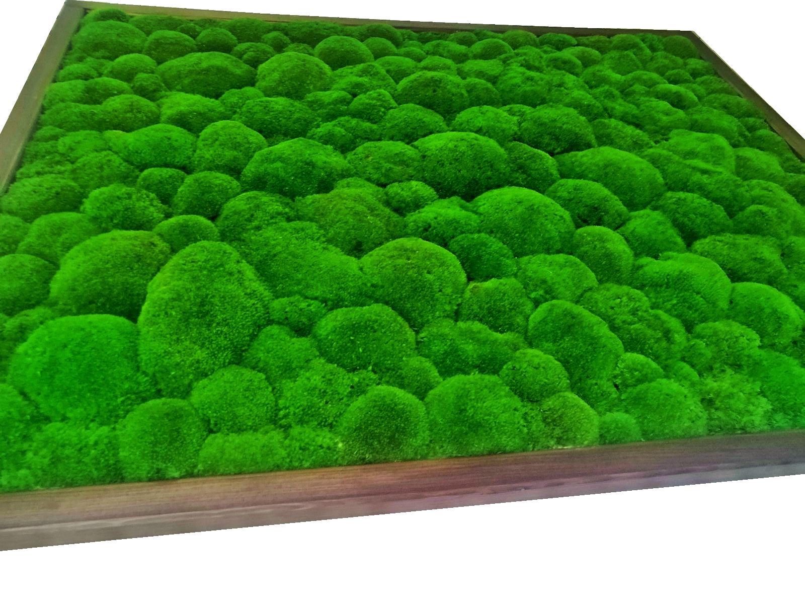 Gallery - Moss Wall Decoration | Moss Art Home